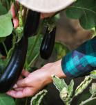 beneficios de la berenjena transgénica