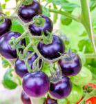 tomate morado transgénico