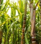 Caña de azúcar más tolerante