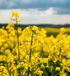 colza editada genéticamente