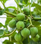 producción de biocombustibles en Colombia