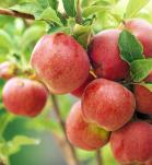 tolerancia a la salinidad