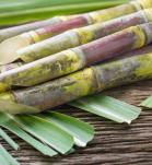 caña de azúcar mejorada