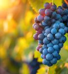 Edición genética en la vid