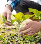 seguridad de los transgénicos