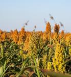 sorgo forrajero