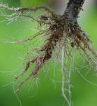 Raíces de las plantas