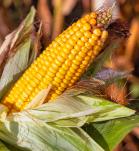 Maíz resistente a insectos