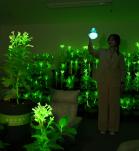 plantas que brillan modificadas genéticamente