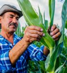 beneficios de cultivos transgenicos