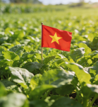 Cultivos transgénicos en Vietnam