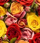 Pangenoma de la Rosa
