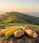 cultivos biotecnológicos en Ruanda