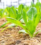 Estrés en las plantas