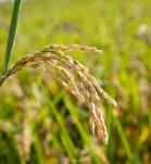 Resistencia del arroz al tizón bacteriano