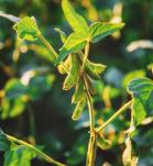 soya transgénica