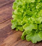 Carne vegetal