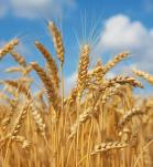 Trigo resistente a plagas