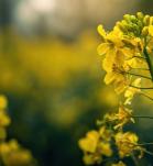 Canola transgénica tolerante a dos herbicidas