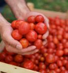 tomates tolerantes a la salinidad