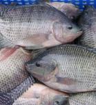 virus de la tilapia