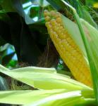 Campo de cultivo de maíz transgénico en Colombia durante la cosecha récord