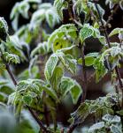 Plantas tolerantes al frío