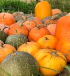 tipos de calabaza, Genoma de la calabaza