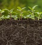 Sequía en las plantas