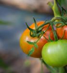 tomate con vitamina D