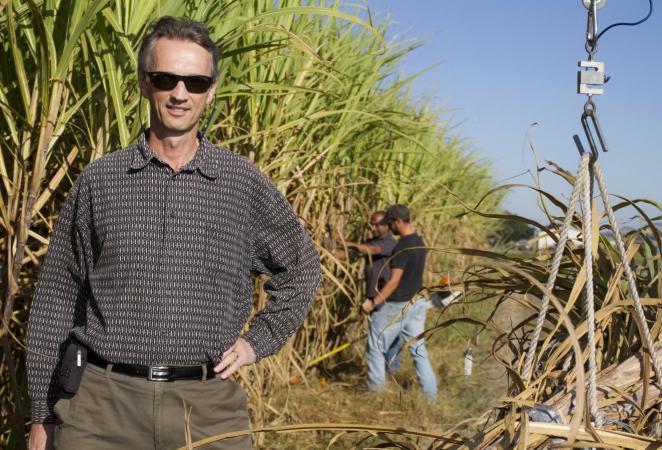 Hombre en un cultivo de caña de azucar