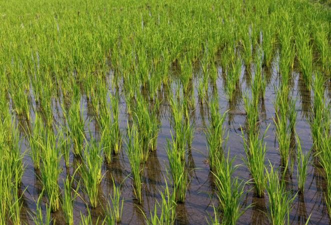 Campo de cultivo de Arroz