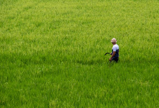 Hombre en un campo de Arroz