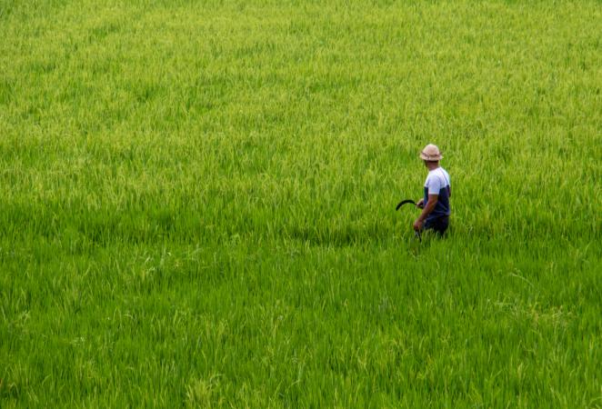 Hombre en un campo de Arroz