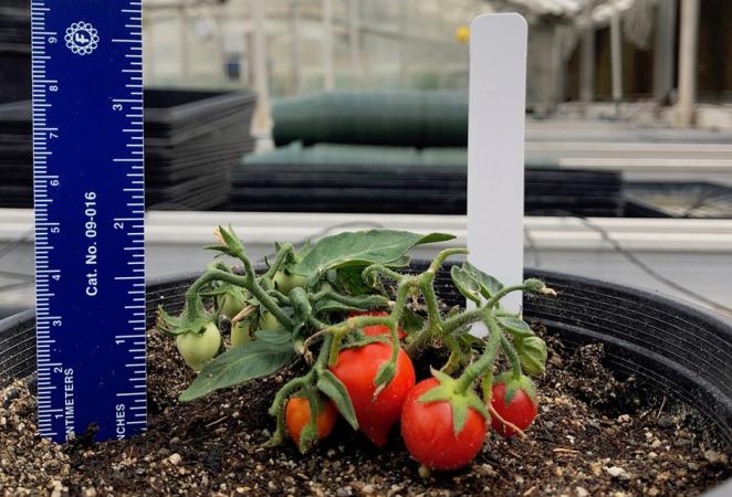 Medicion de tomates miniatura