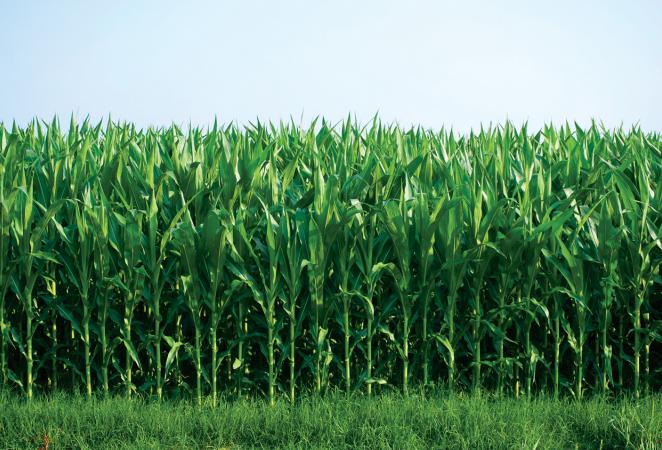 cultivo maiz