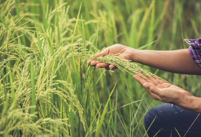 Cultivo de Arroz