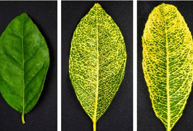 Diferentes tipos de hojas