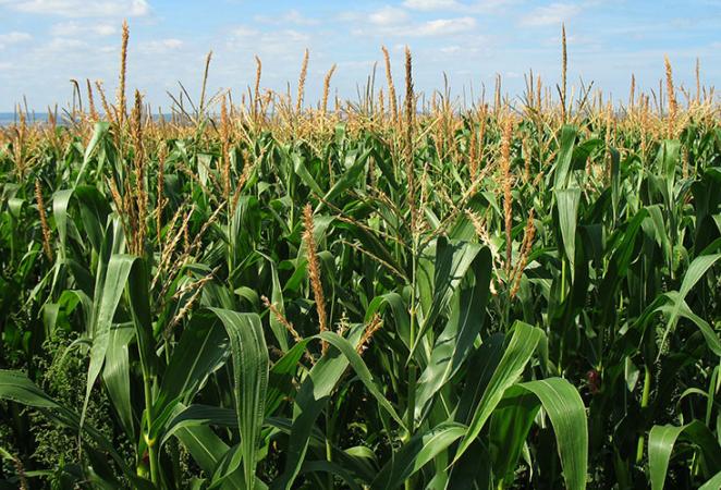 cultivo maiz