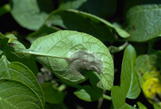 Hoja con un tipo de enfermedad