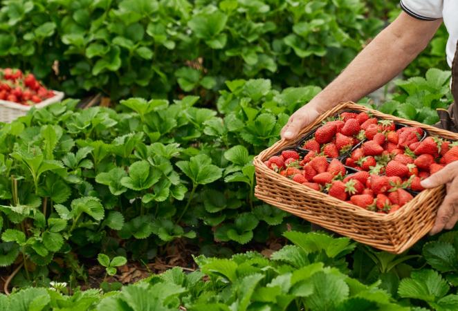 Canasta con cultivo de fresa