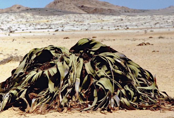 Planta a la deriva de un desierto