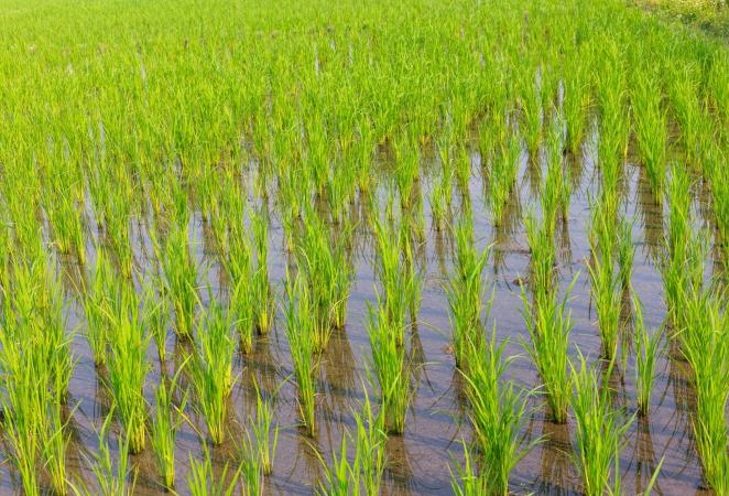 Campo de cultivo de Arroz