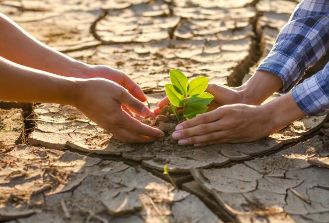 Dos personas plantando una planta.