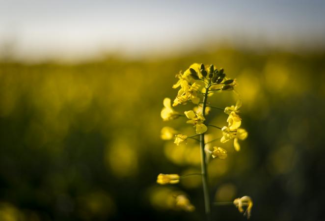 Planta de Canola