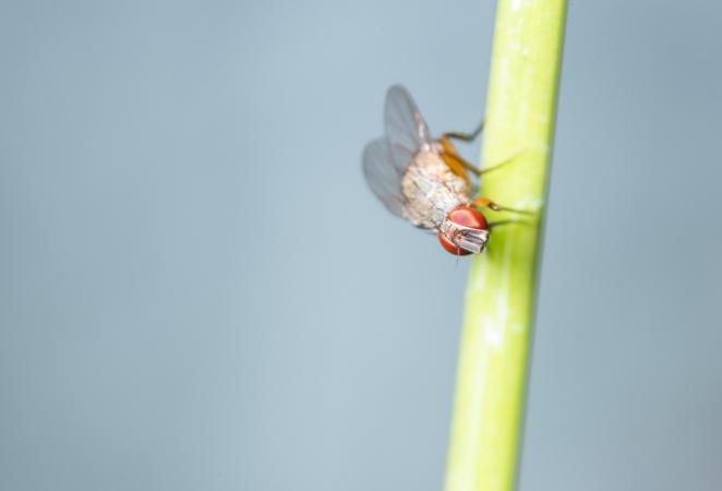 Foto de una mosca de fruta (Drosophila melanogaster)
