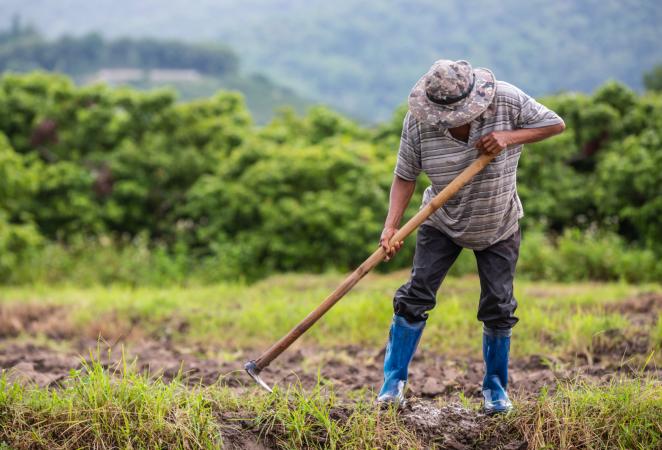 Hombre arando un cultivo de arroz.