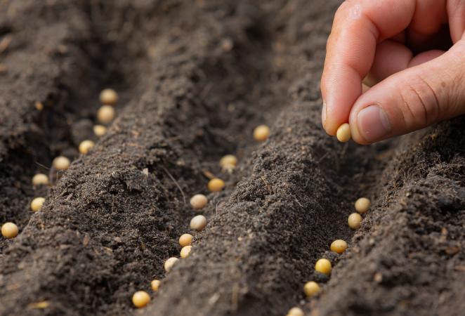 Persona plantando semillas en la tierra.