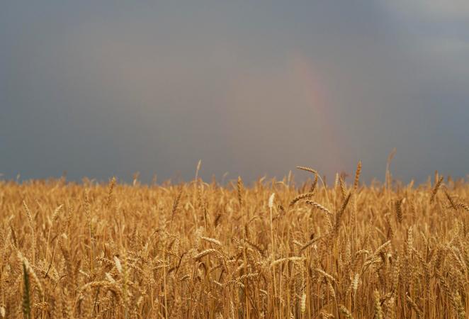 Campo de trigo al atardecer