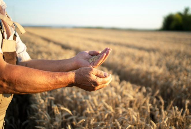 Comienzan campos de pruebas de trigo transgénico en Brasil.